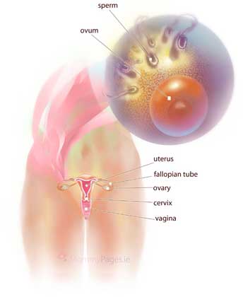 Hamilelikte 1.ve 2.Hafta