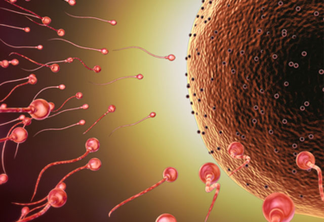 Hamile kalma þansý ne zaman daha yüksek?