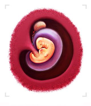 Hamilelikte 1.Ay Bebek Geliþimi