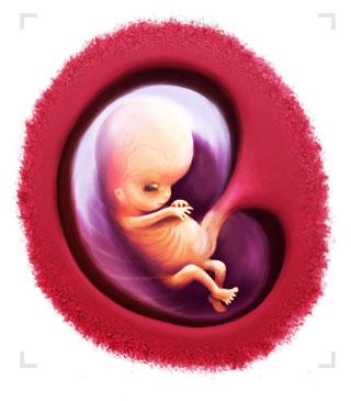 Hamilelikte 2. Ay Bebek Geliþimi