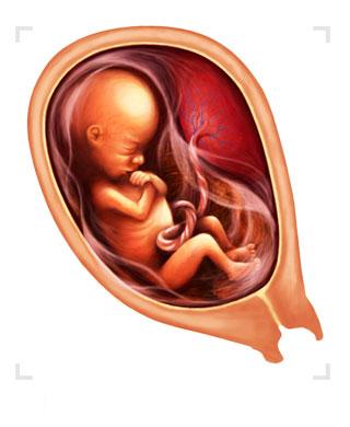 Hamilelikte 4.Ay Bebek Geliþimi