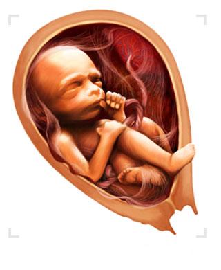 Hamilelikte 6.Ay Bebek Geliþimi