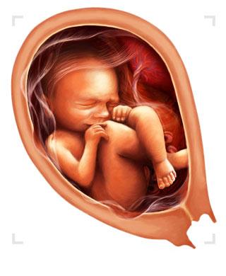 Hamilelikte 7.Ay Bebek Geliþimi