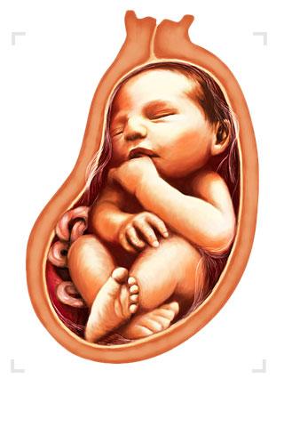 Hamilelikte 9.Ay Bebek Geliþimi